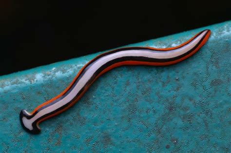 Yellow-Footed Worm: A Tiny Terror Lurking Beneath the Ocean Floor!