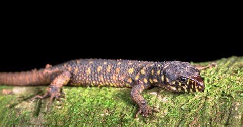  Yellow-Spotted Lizard: An Ancient Reptile With More Than Meets the Eye!