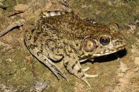 Zambezi River Frog – A Tiny Amphibian with an Explosive Voice!  