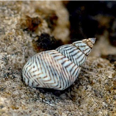  Zebra Periwinkle: Unveiling the Mystery of This Tiny Gastropod That Embraces Coastal Life and Exquisite Shell Patterns!