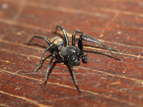  Zodariidae Spiders: Masters of Nocturnal Stealth and Architectural Prowess!