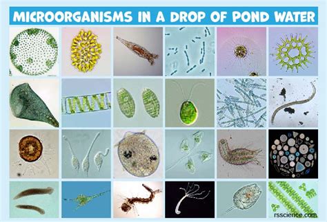 Zoothamnium! A Tiny Aquatic Predator Living Life on the Edge (of Your Microscope)